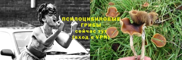 шишки Покачи